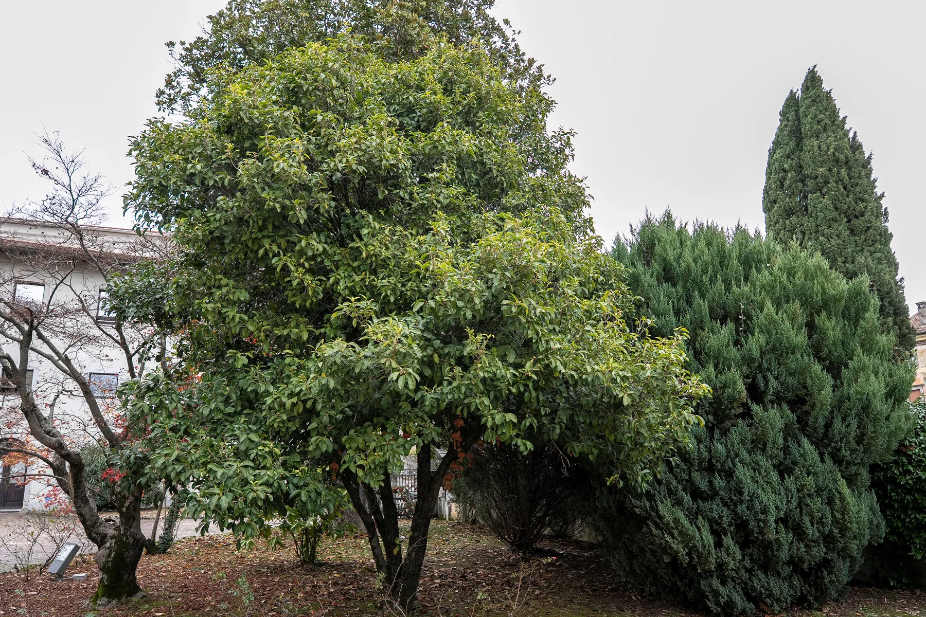 Giardino di Villa de Brandis